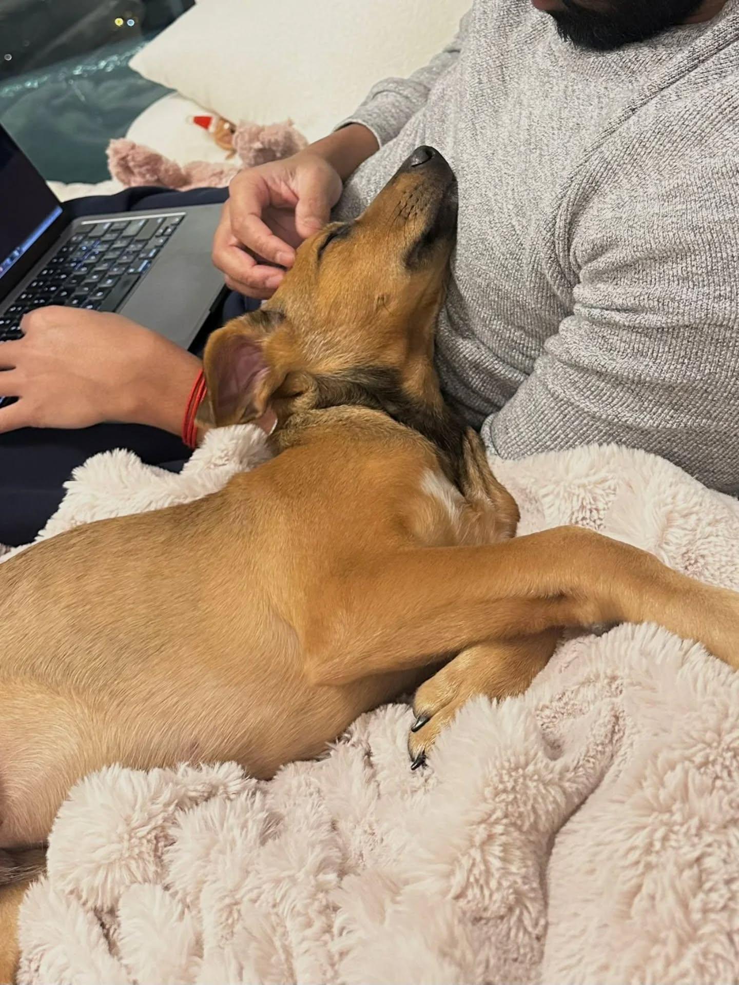 Enlarge Grant, an adopted Mixed Breed in Etobicoke, ON image 5/6