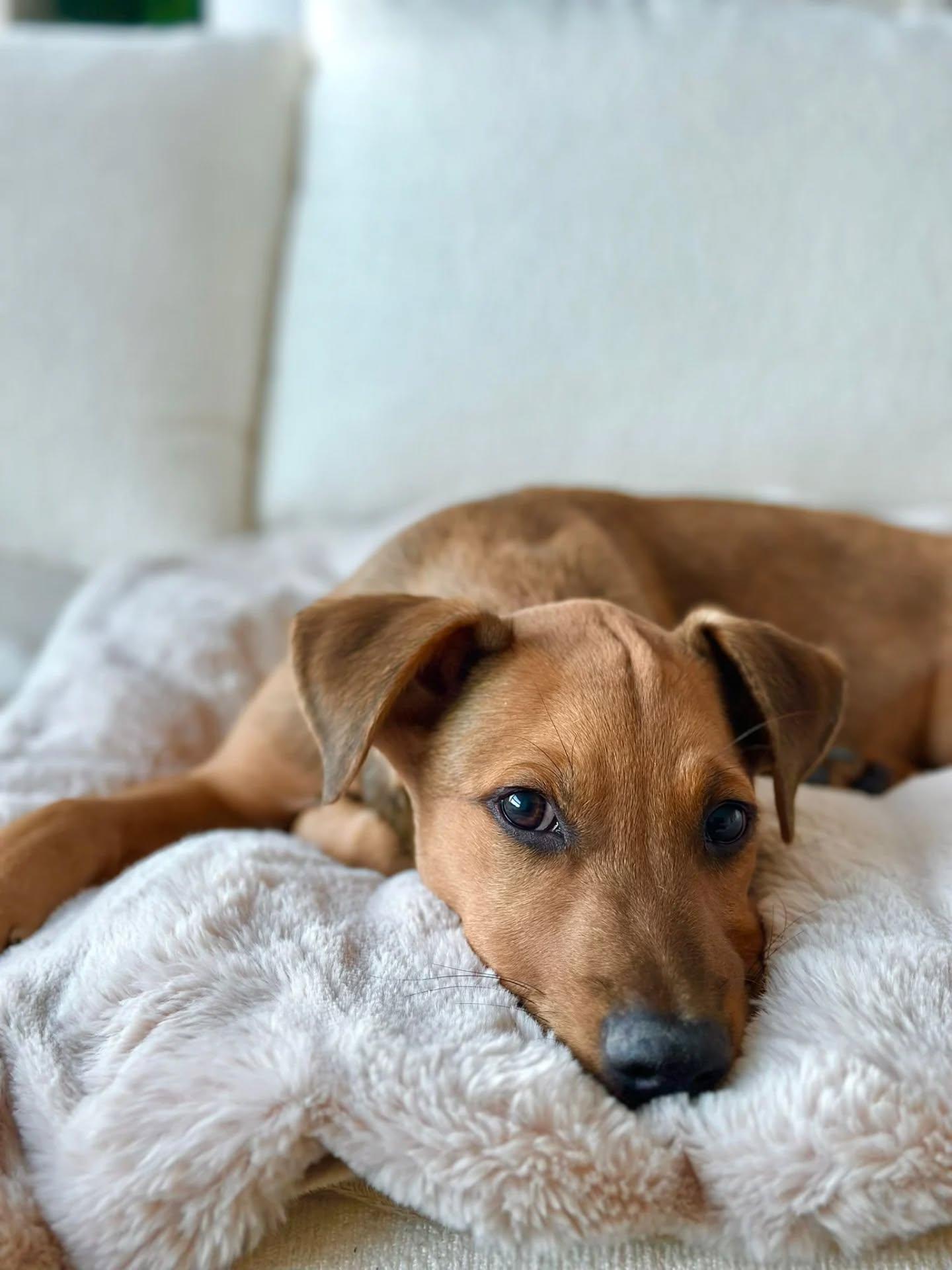 Enlarge Grant, an adopted Mixed Breed in Etobicoke, ON image 6/6