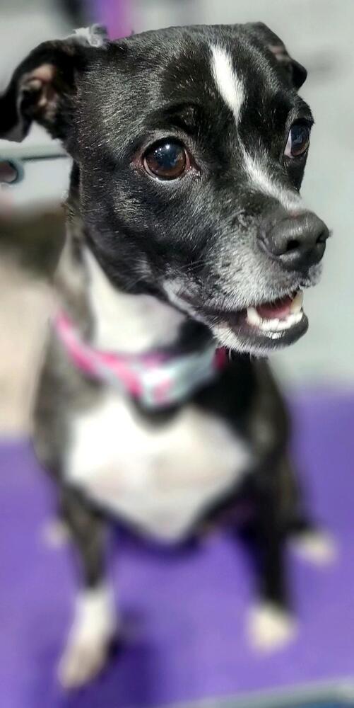 Pawla, Adoptable, Young Female Boston Terrier.