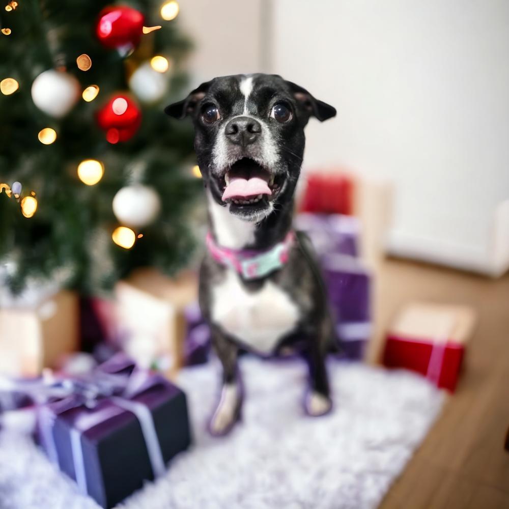 Enlarge Pawla, a Adoptable mixed breed in Herriman, UT image 3/3