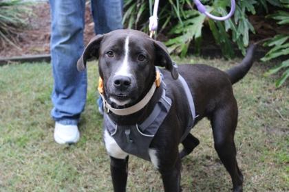 Stone Cold Steve Austin, Adoptable, Adult Male Labrador Retriever & Mixed Breed.