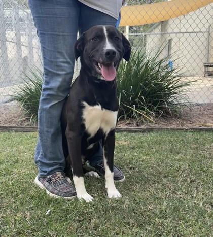 Enlarge Stone Cold Steve Austin, a Adoptable mixed breed in Brunswick, GA image 2/2
