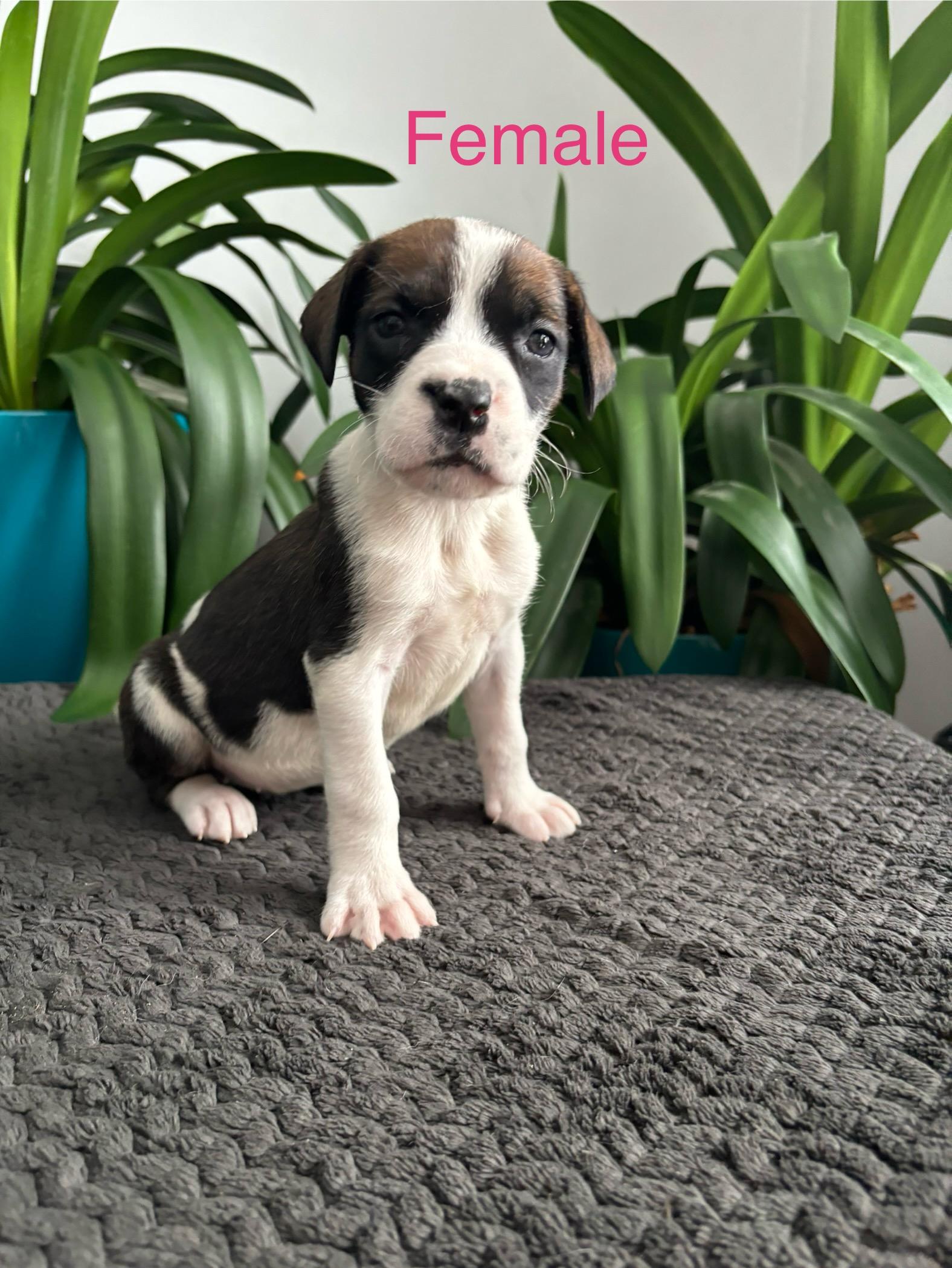 Lolah, adoptable, Puppy Female Mastiff.