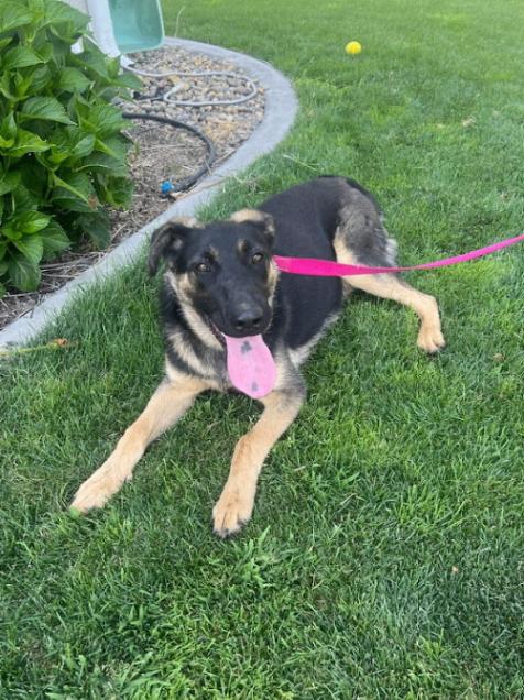 Enlarge Ruger, a Adoptable mixed breed in North Bend, WA image 1/2