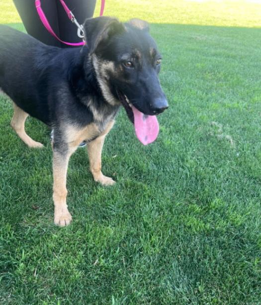 Enlarge Ruger, a Adoptable mixed breed in North Bend, WA image 2/2