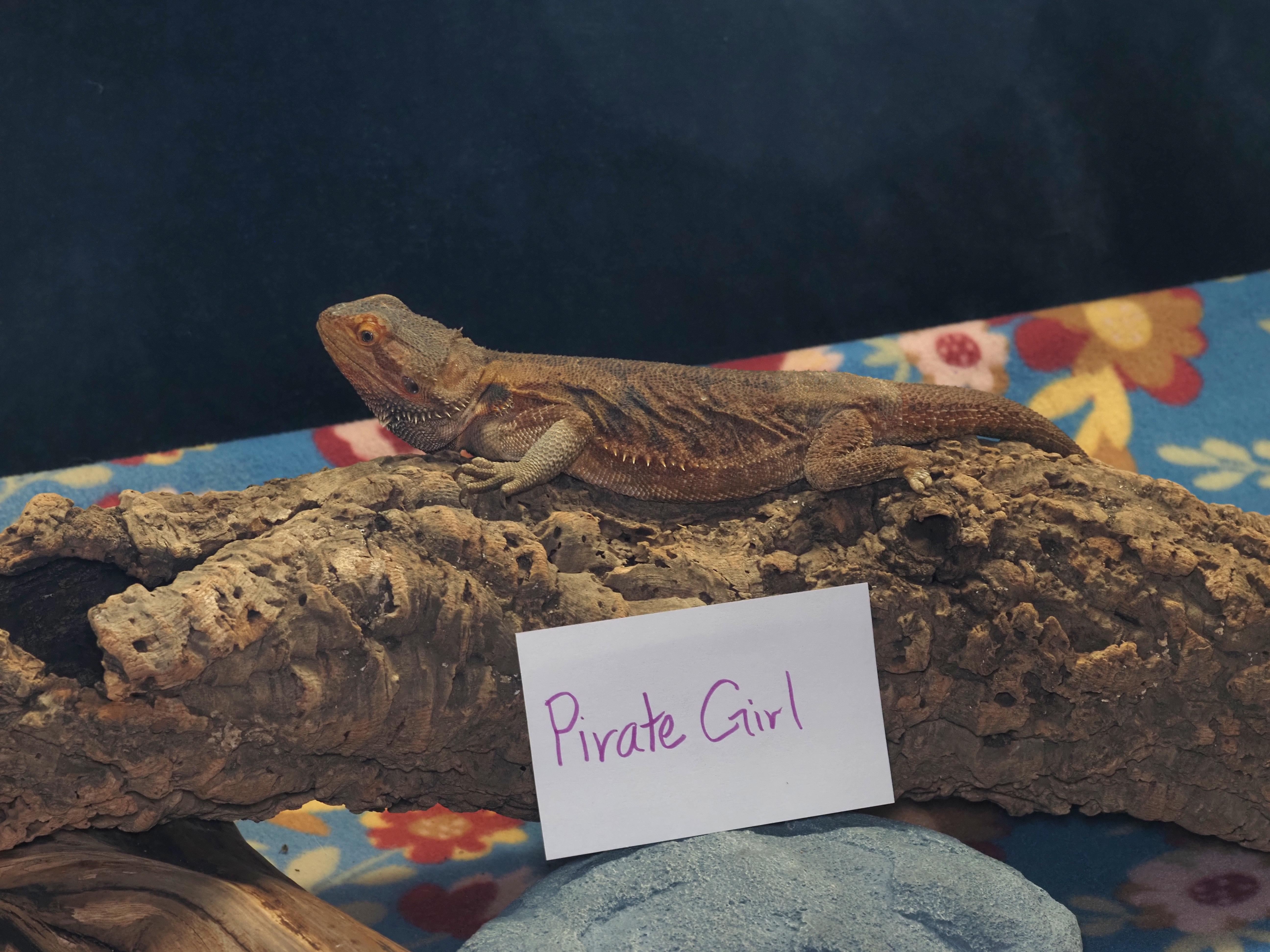 Enlarge Pirate Girl, a ADOPTABLE Bearded Dragon in Tacoma, WA image 2/2