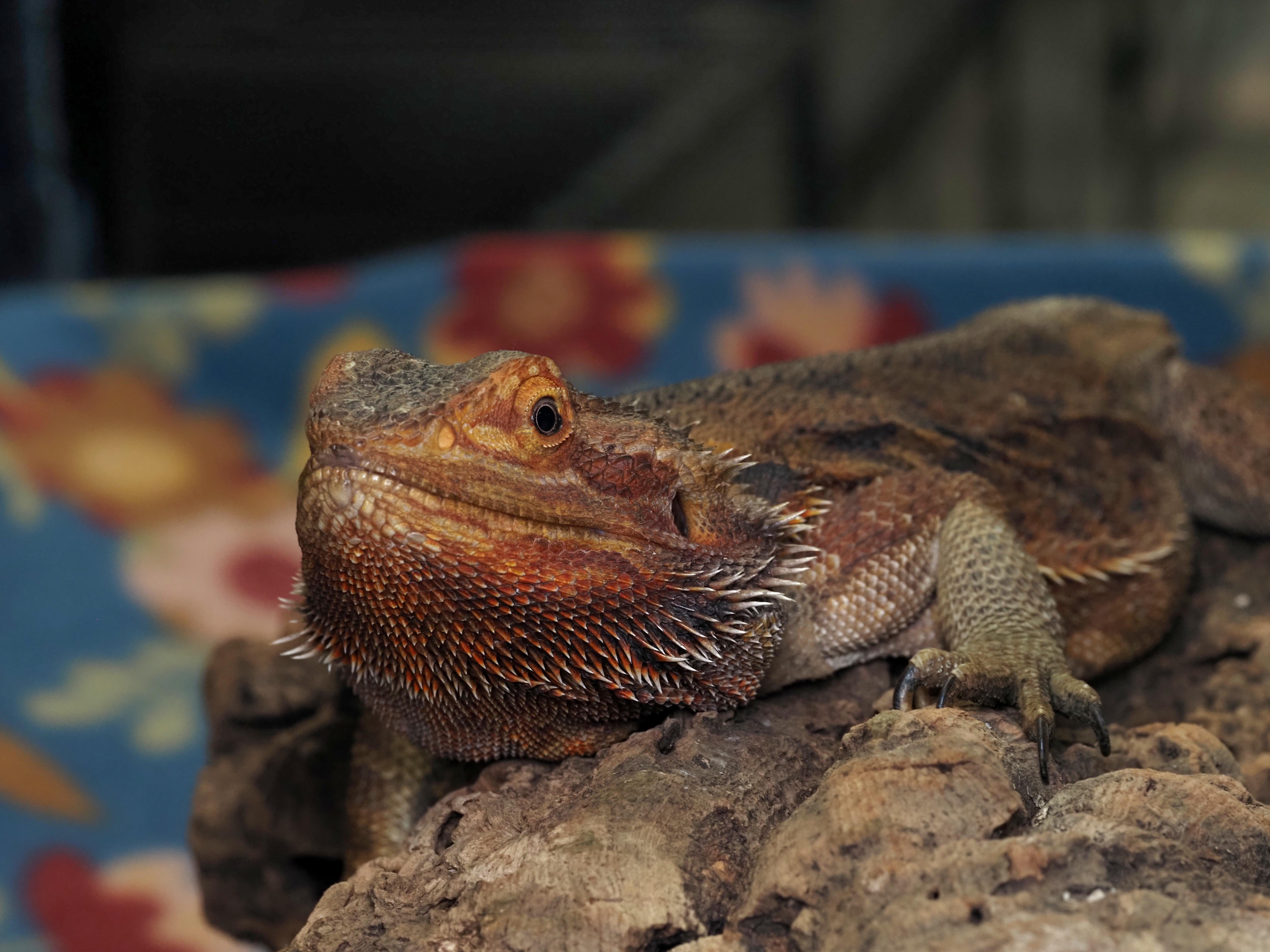 Pirate Girl, ADOPTABLE, Adult Female Bearded Dragon.