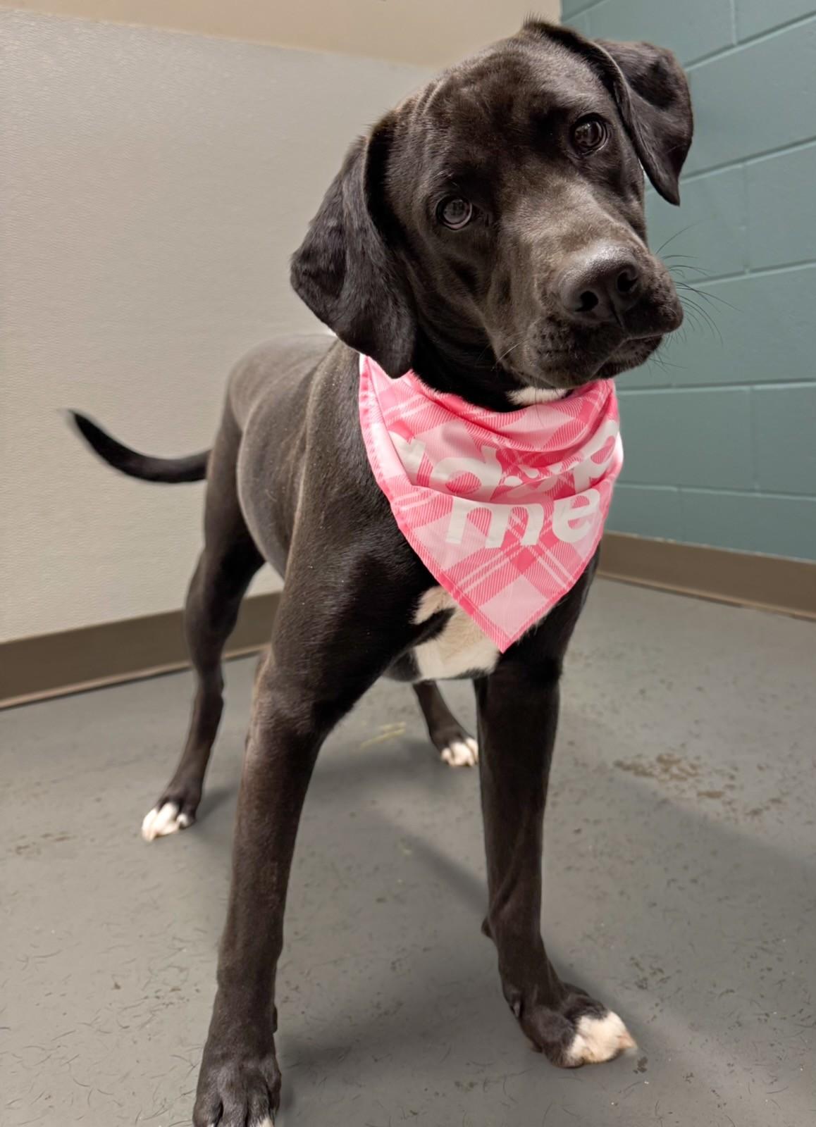Enlarge Barbie, a ADOPTABLE mixed breed in Fayetteville, AR image 1/5