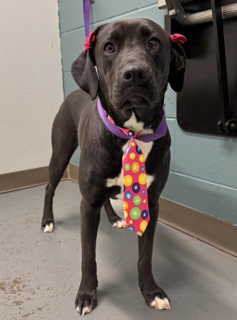 Enlarge Barbie, a ADOPTABLE mixed breed in Fayetteville, AR image 3/5