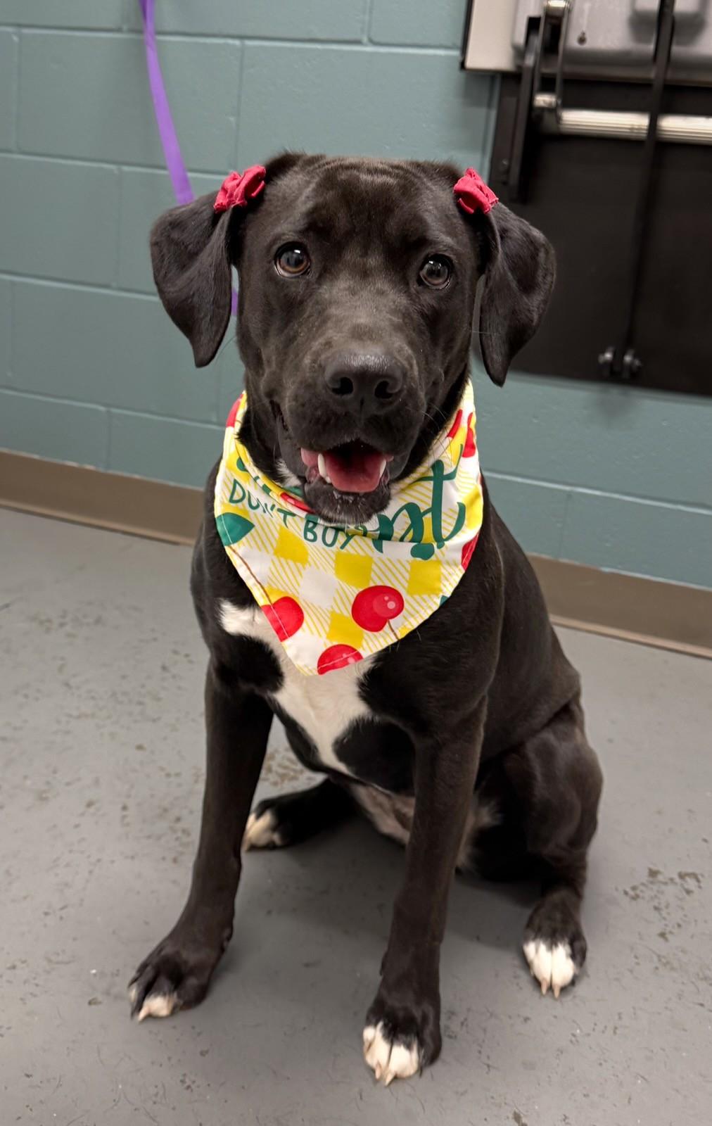 Enlarge Barbie, a ADOPTABLE mixed breed in Fayetteville, AR image 2/5