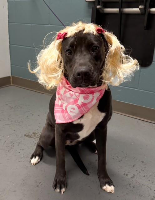 Enlarge Barbie, a ADOPTABLE mixed breed in Fayetteville, AR image 5/5