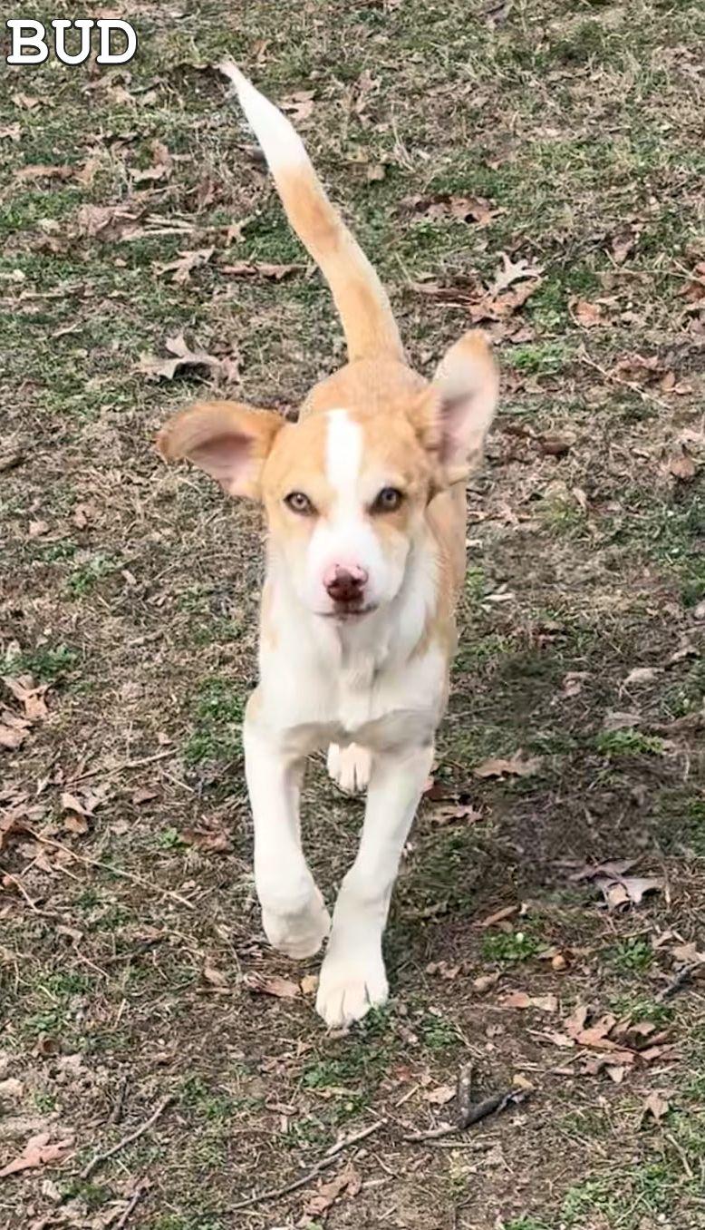 Bud, a ADOPTABLE mixed breed in Melbourne, AR image 1/5