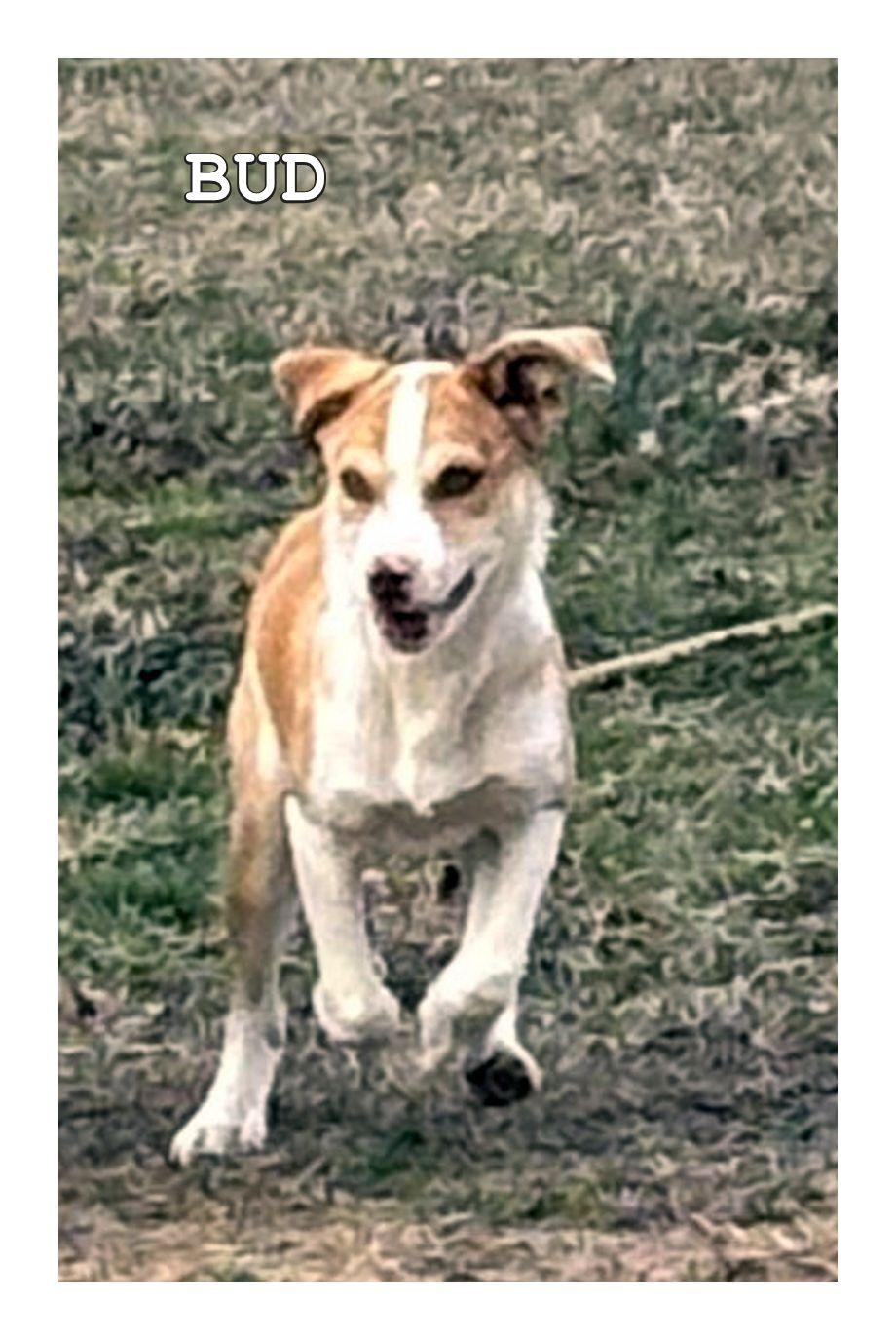 Bud, a ADOPTABLE mixed breed in Melbourne, AR image 4/5