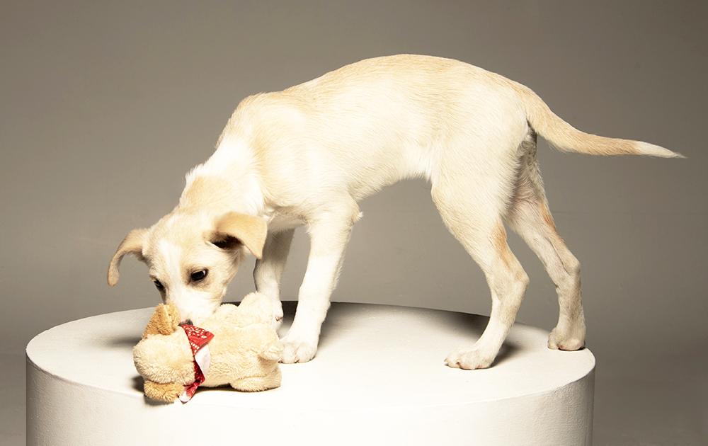 Enlarge Ludwig, a Adoptable mixed breed in Union, CT image 4/5