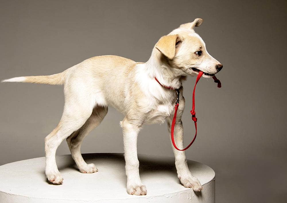 Enlarge Ludwig, a Adoptable mixed breed in Union, CT image 5/5