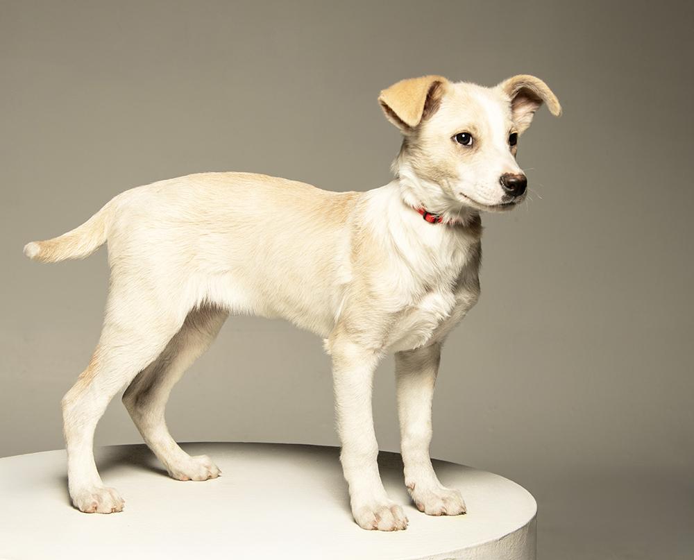 Enlarge Ludwig, a Adoptable mixed breed in Union, CT image 3/5