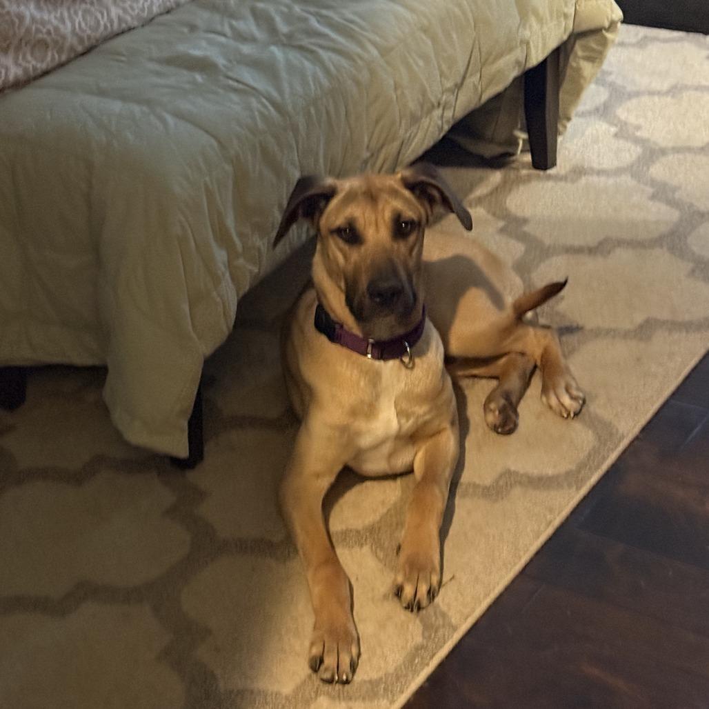 Asher, Adoptable, Young Male Great Dane & Mixed Breed.