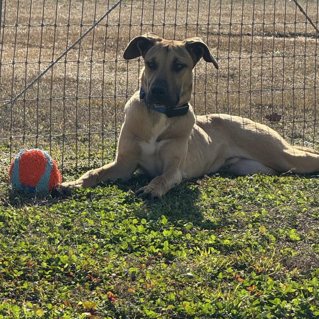 Enlarge Asher, a Adoptable mixed breed in Pine Mountain, GA image 2/4