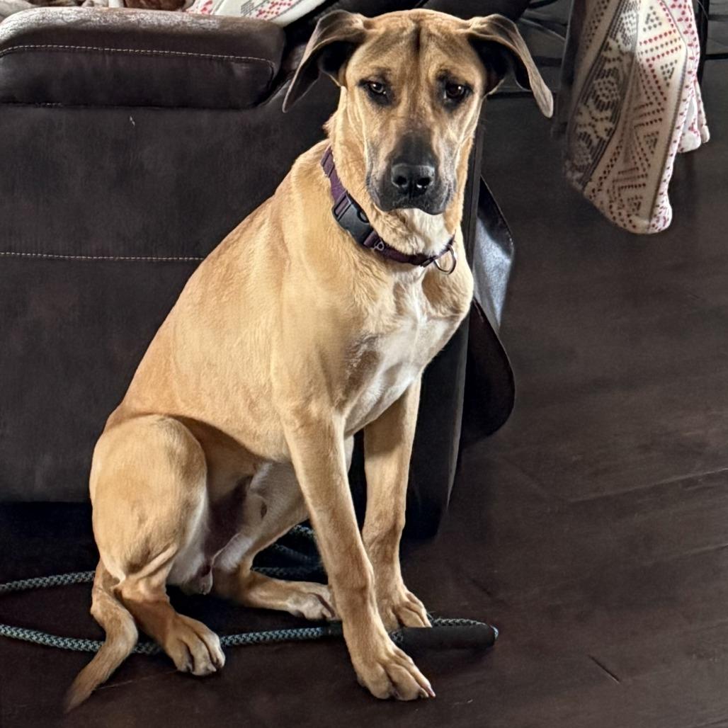 Enlarge Asher, a Adoptable mixed breed in Pine Mountain, GA image 4/4