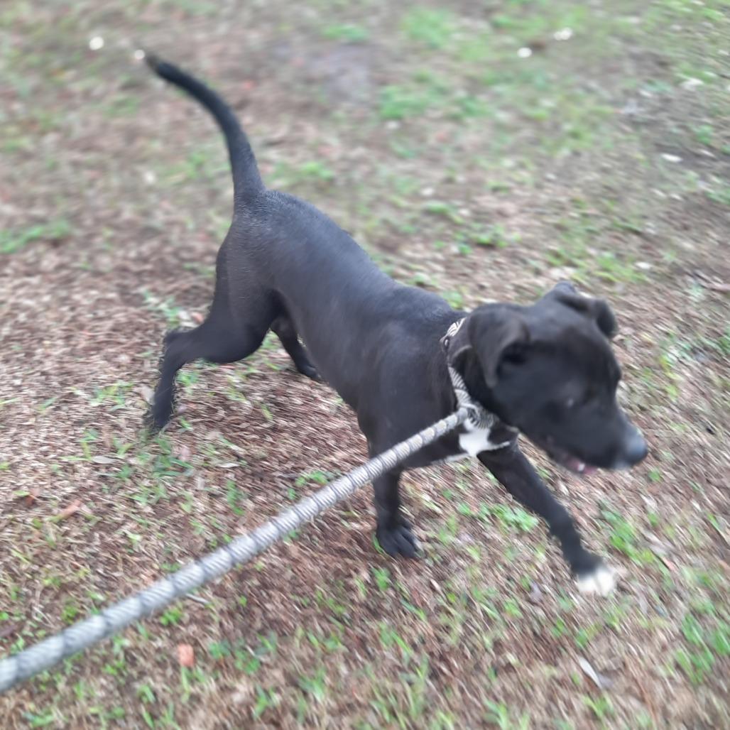 Joey, Adoptable, Young Male Labrador Retriever & Mixed Breed.