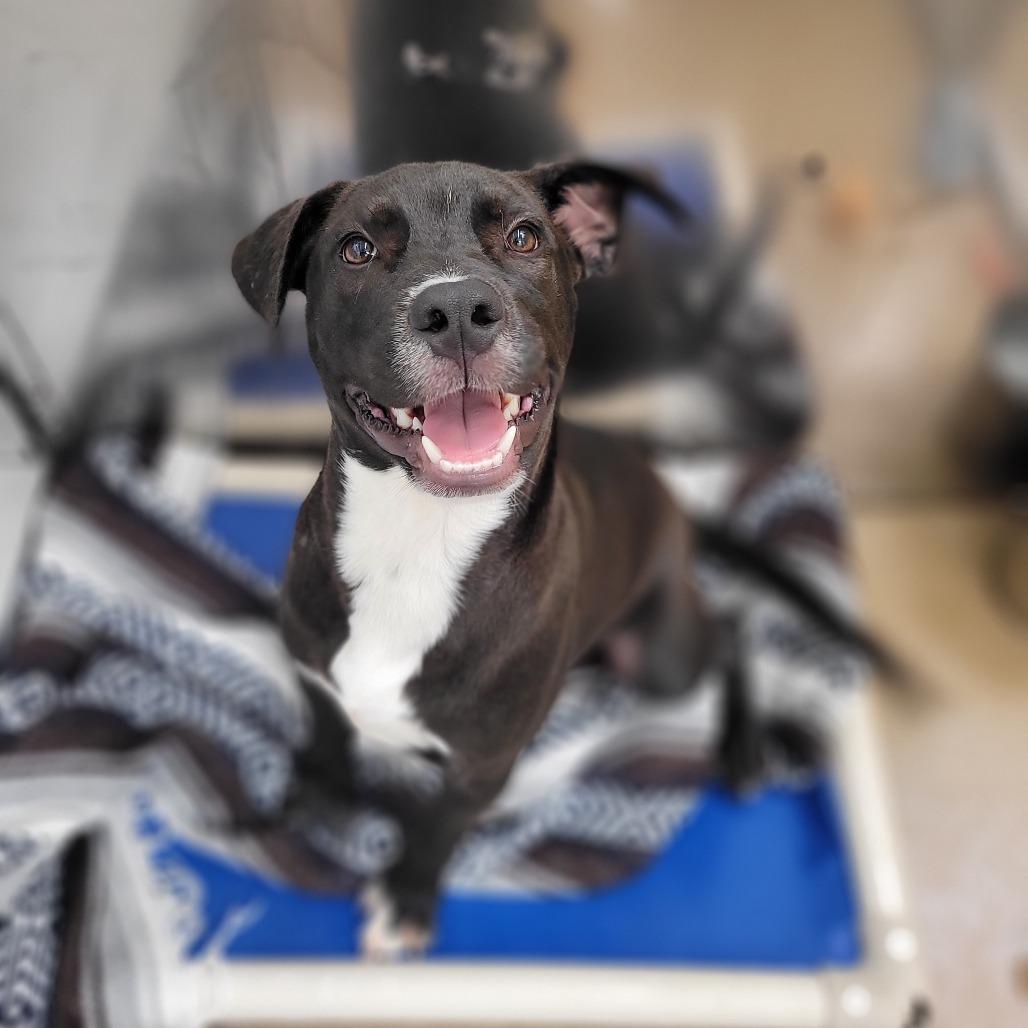 Joey, a Adoptable mixed breed in Corpus Christi, TX image 2/6