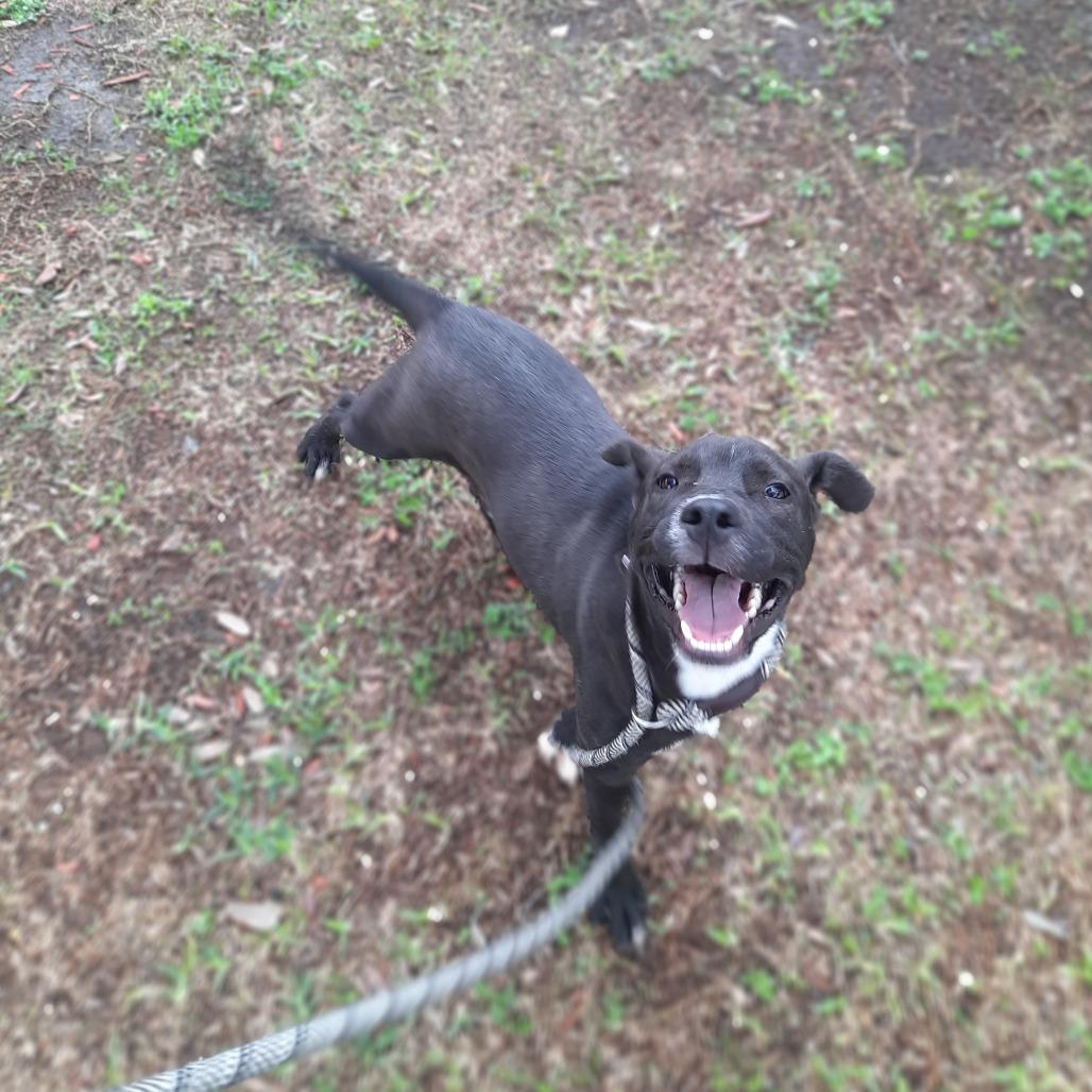 Joey, a Adoptable mixed breed in Corpus Christi, TX image 3/6