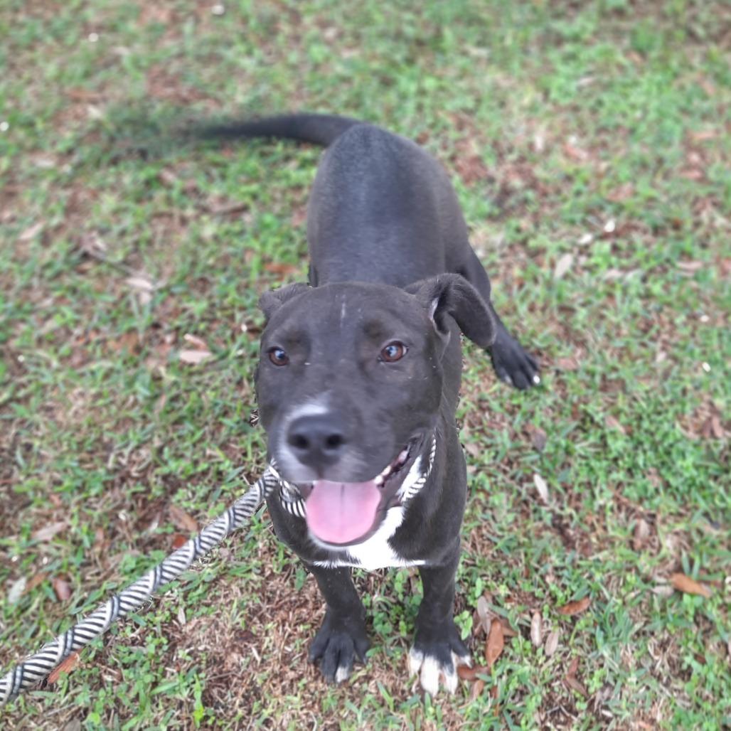 Joey, a Adoptable mixed breed in Corpus Christi, TX image 4/6