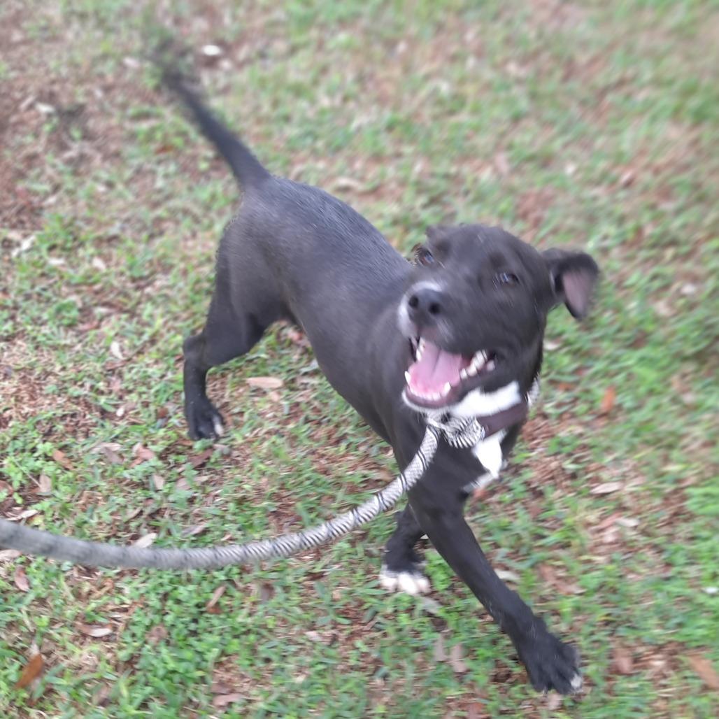 Joey, a Adoptable mixed breed in Corpus Christi, TX image 5/6