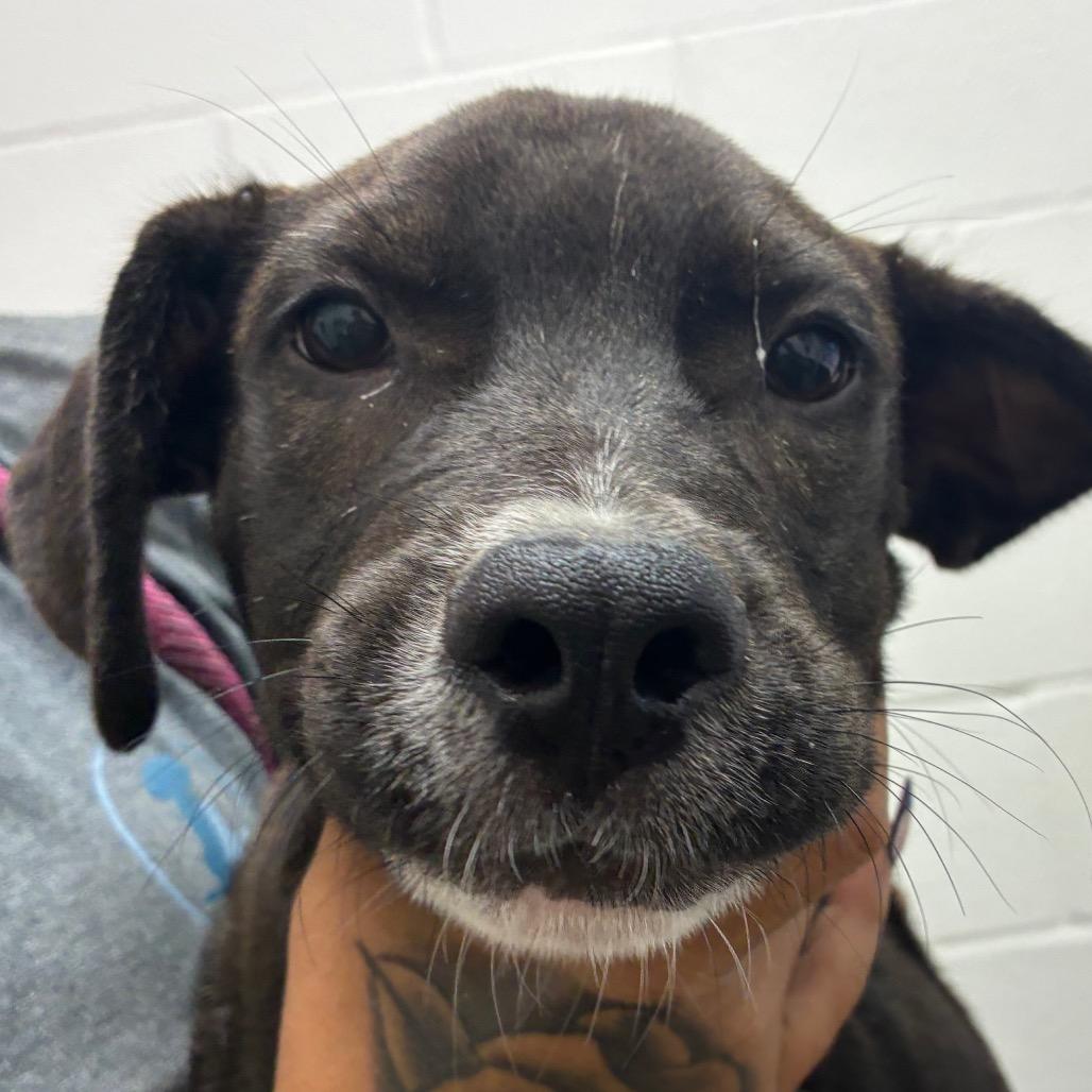 Joey, a Adoptable mixed breed in Corpus Christi, TX image 6/6