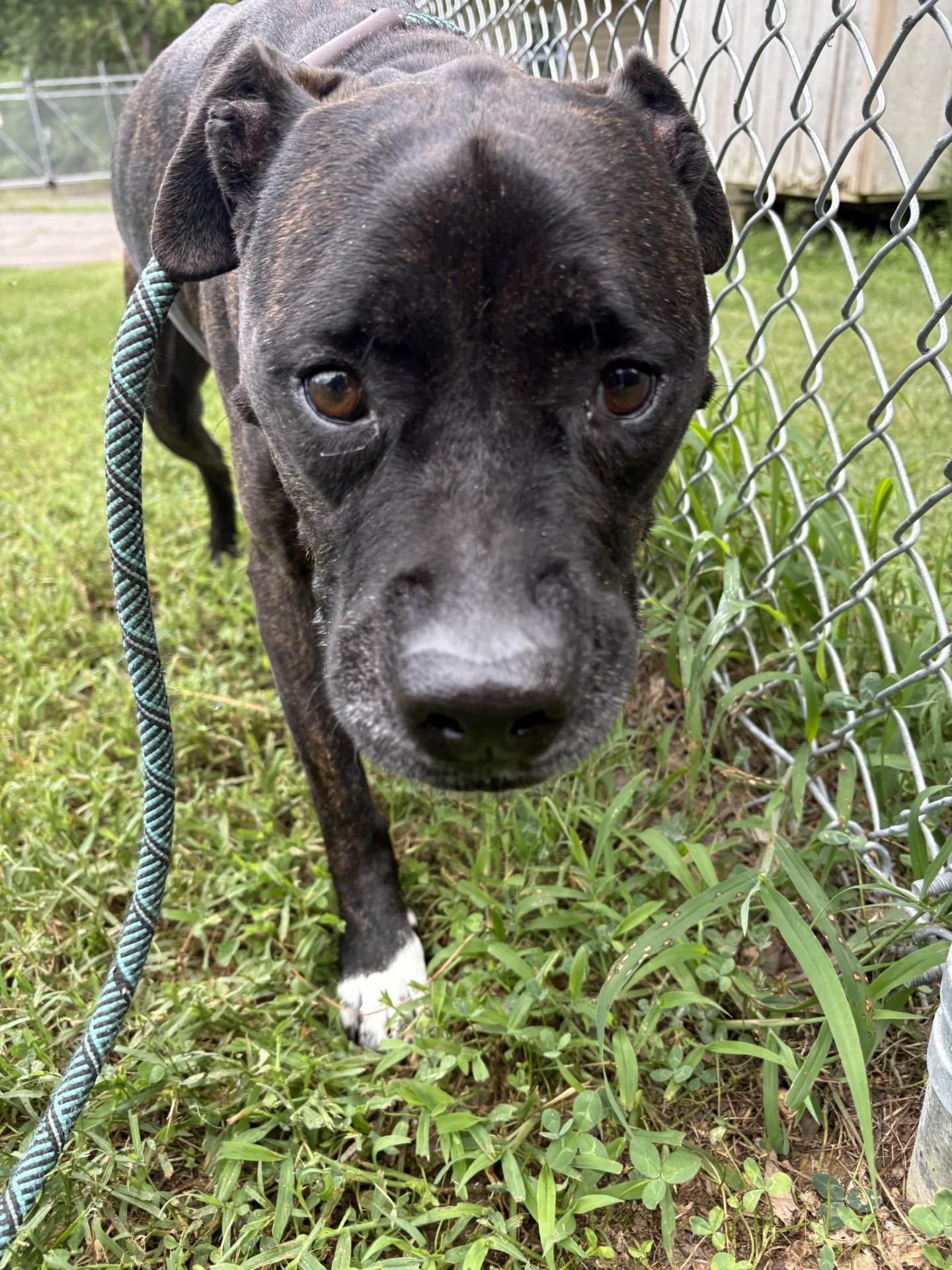 Izzy, a ADOPTABLE mixed breed in Ashland, VA image 1/4