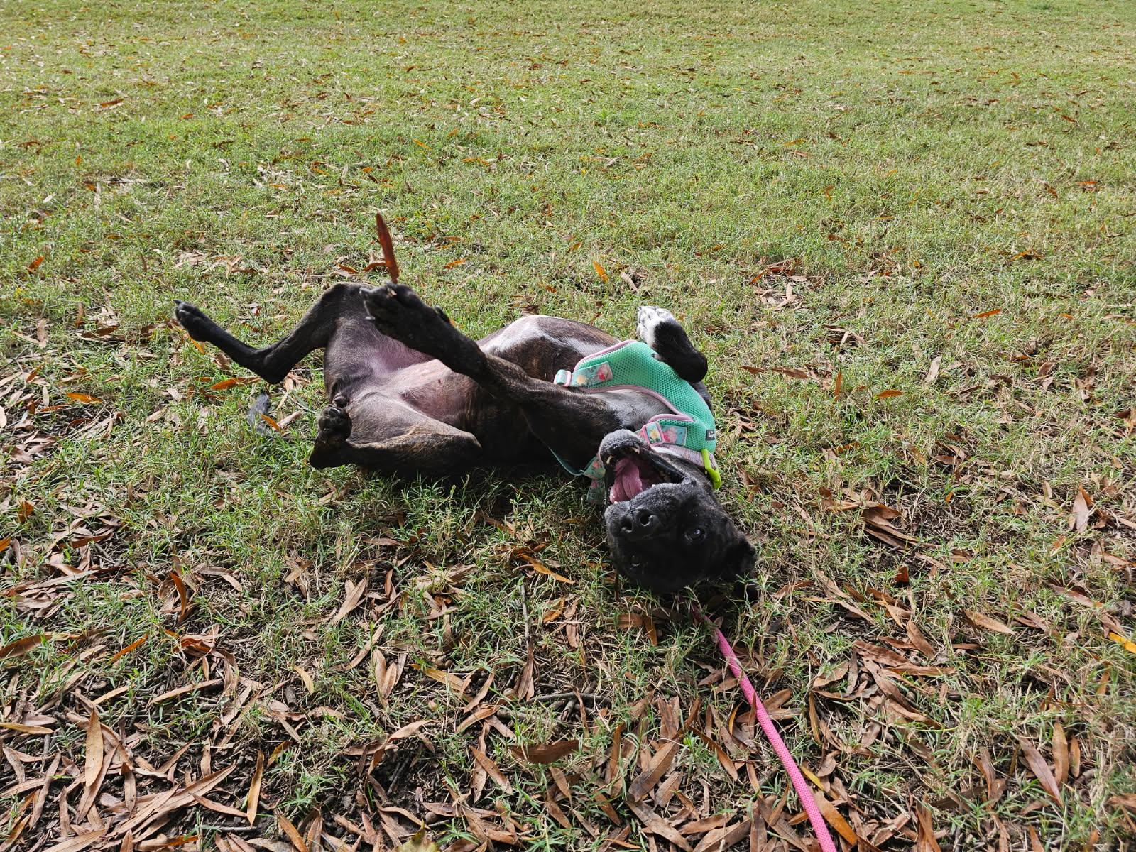 Enlarge Izzy, a Adoptable mixed breed in Ashland, VA image 2/6