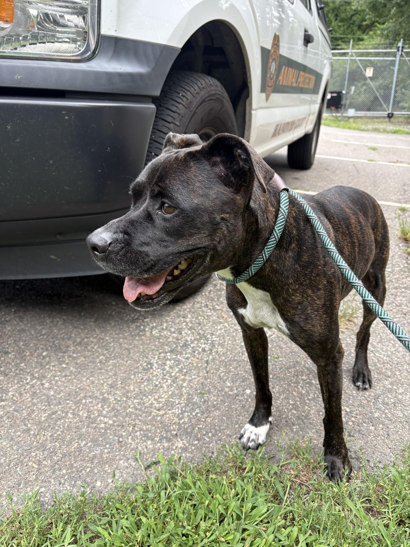 Izzy, a ADOPTABLE mixed breed in Ashland, VA image 4/4