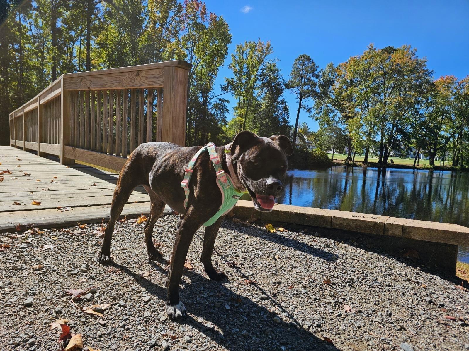 Enlarge Izzy, a Adoptable mixed breed in Ashland, VA image 4/6