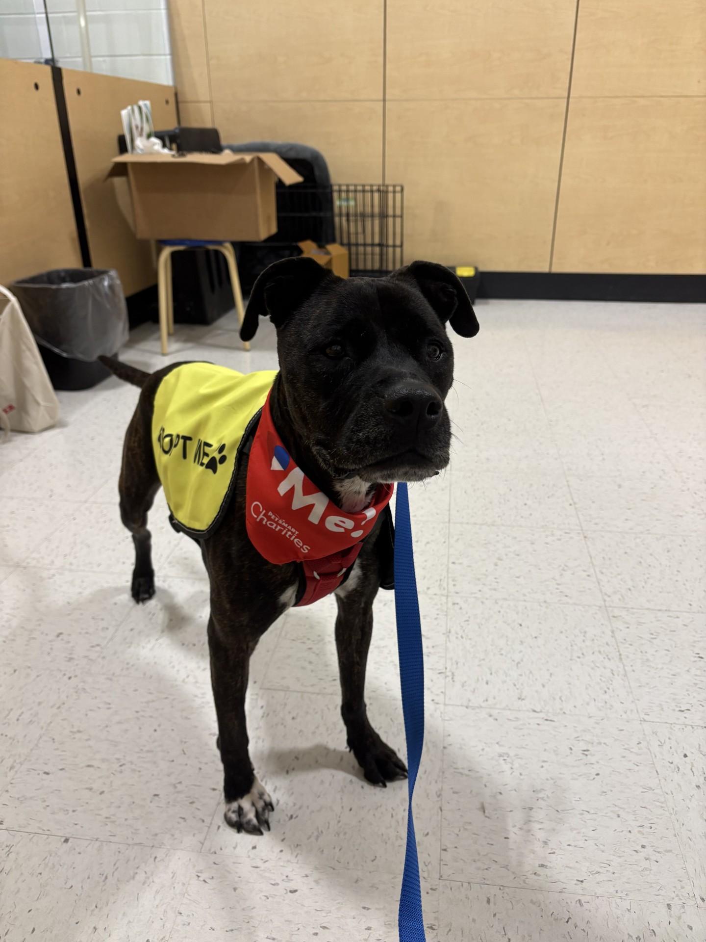 Enlarge Izzy, a ADOPTABLE mixed breed in Ashland, VA image 5/5
