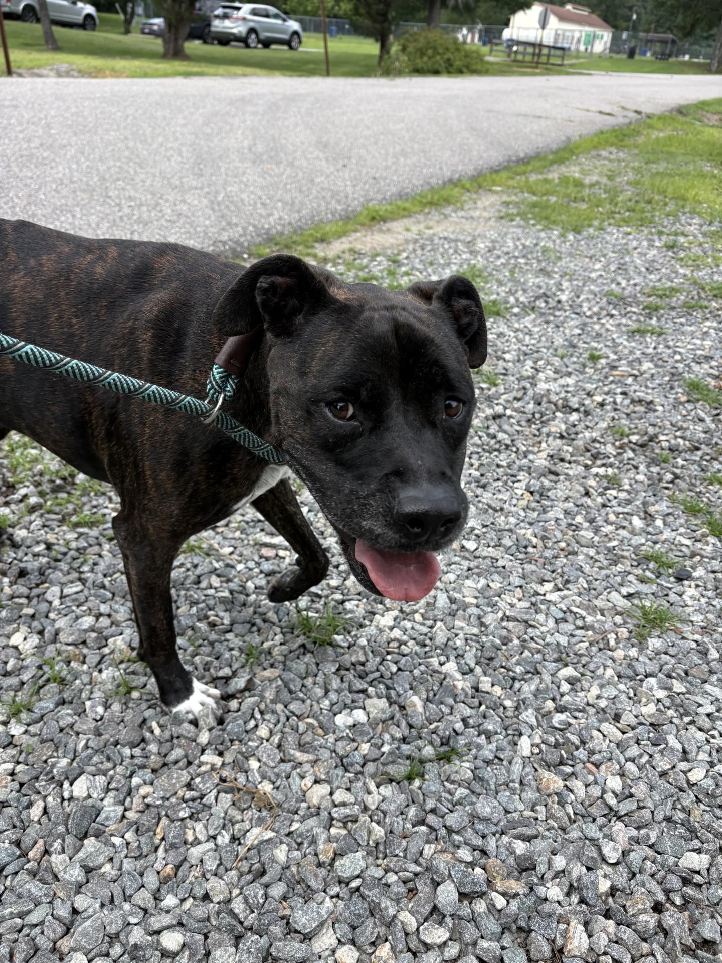 Izzy, a ADOPTABLE mixed breed in Ashland, VA image 3/4