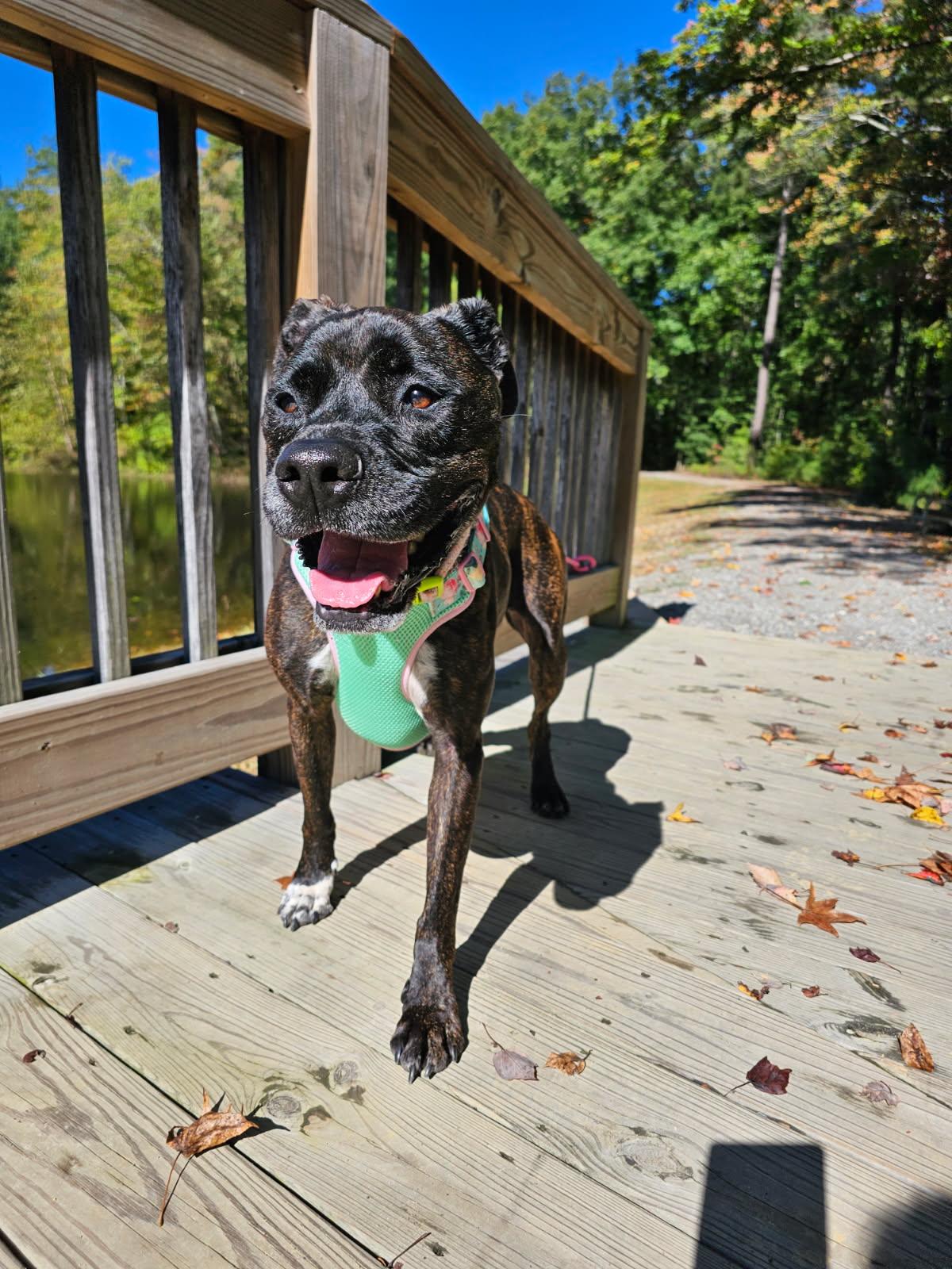 Izzy, Adoptable, Adult Female Pit Bull Terrier.