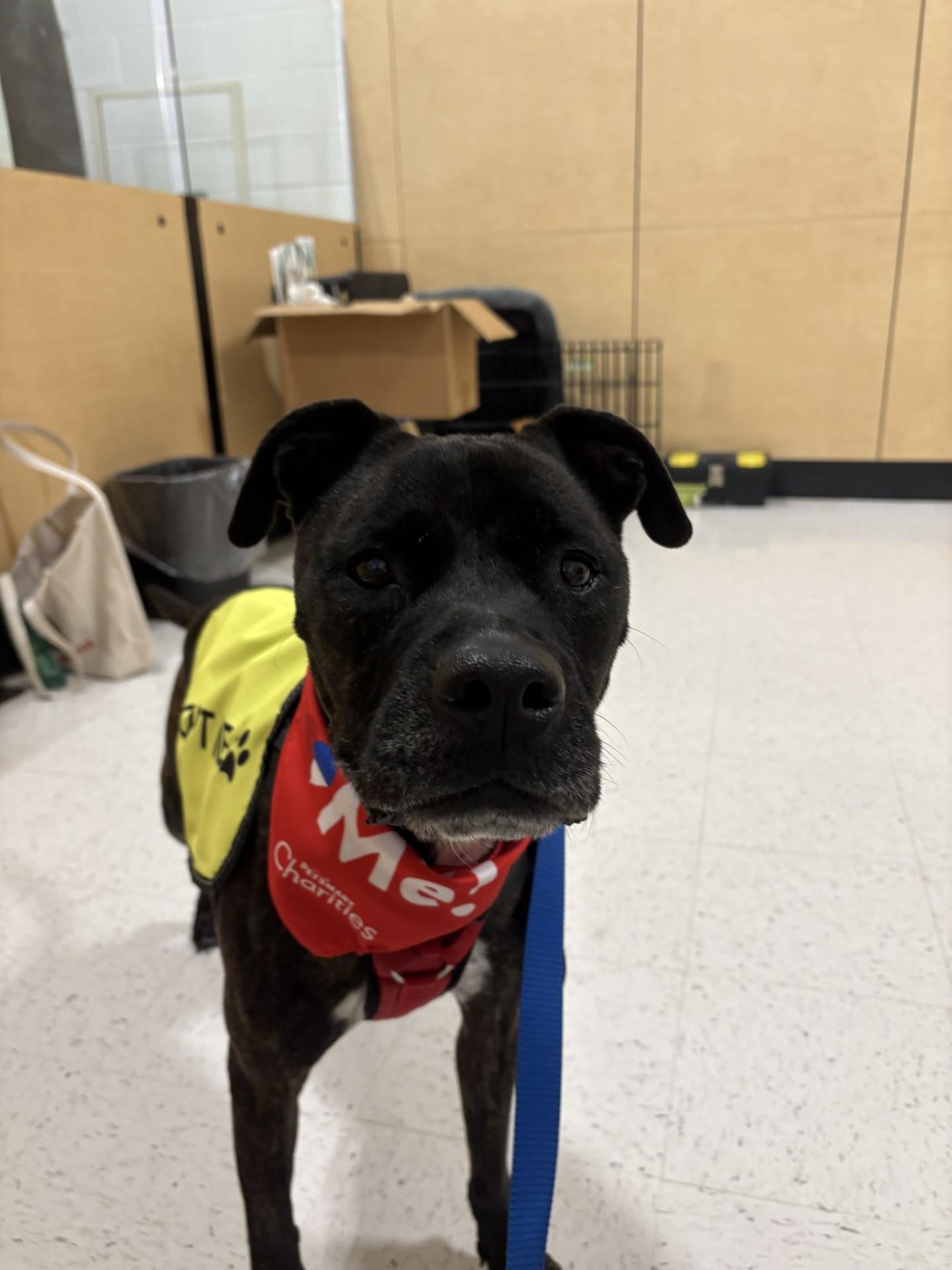 Enlarge Izzy, a ADOPTABLE mixed breed in Ashland, VA image 1/5