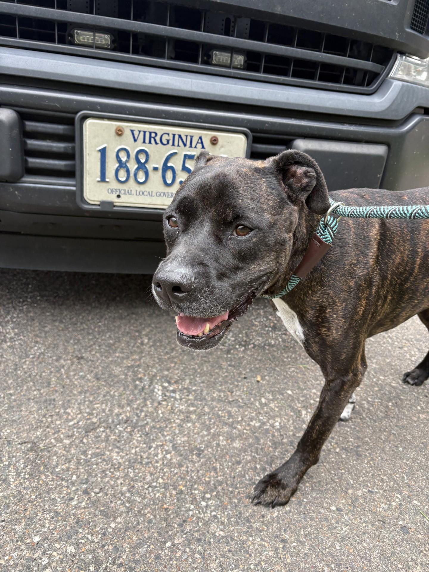 Izzy, a ADOPTABLE mixed breed in Ashland, VA image 2/4