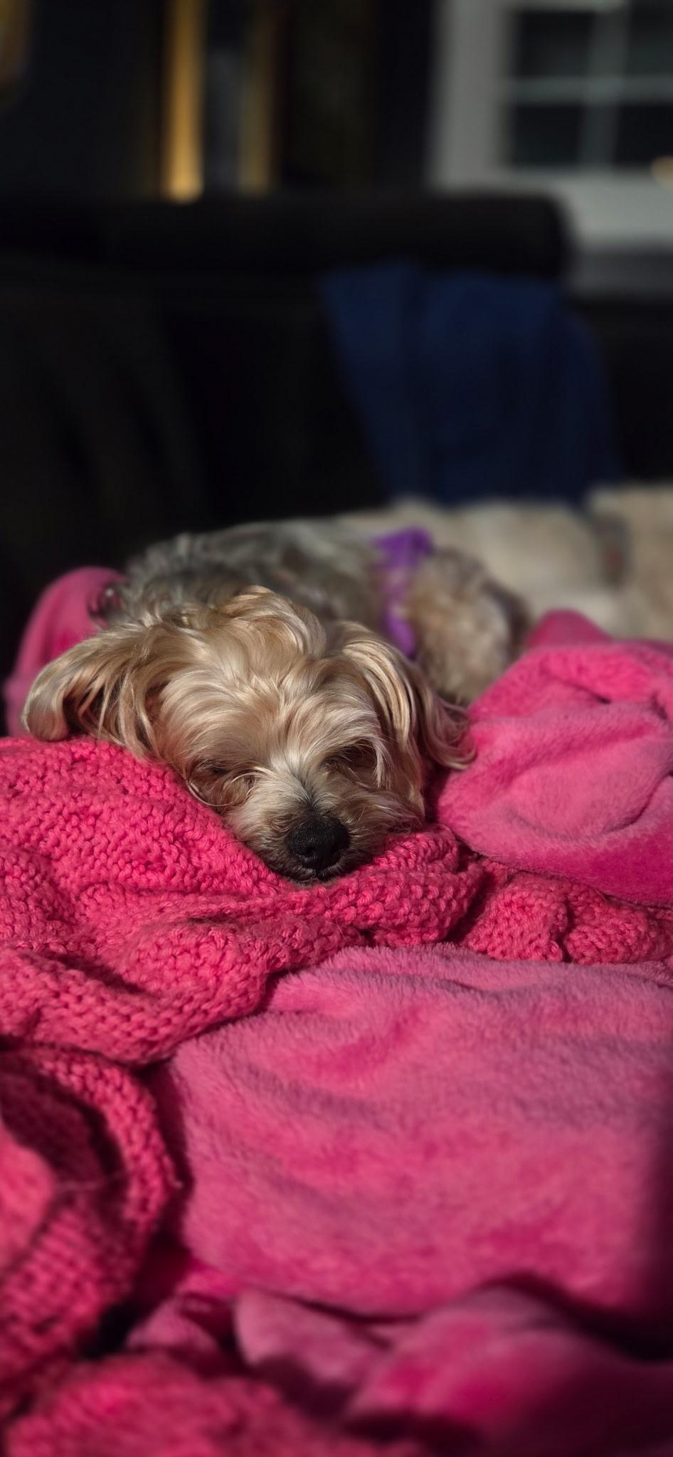 Enlarge Choppa, a ADOPTABLE Yorkshire Terrier in Cary, NC image 3/3