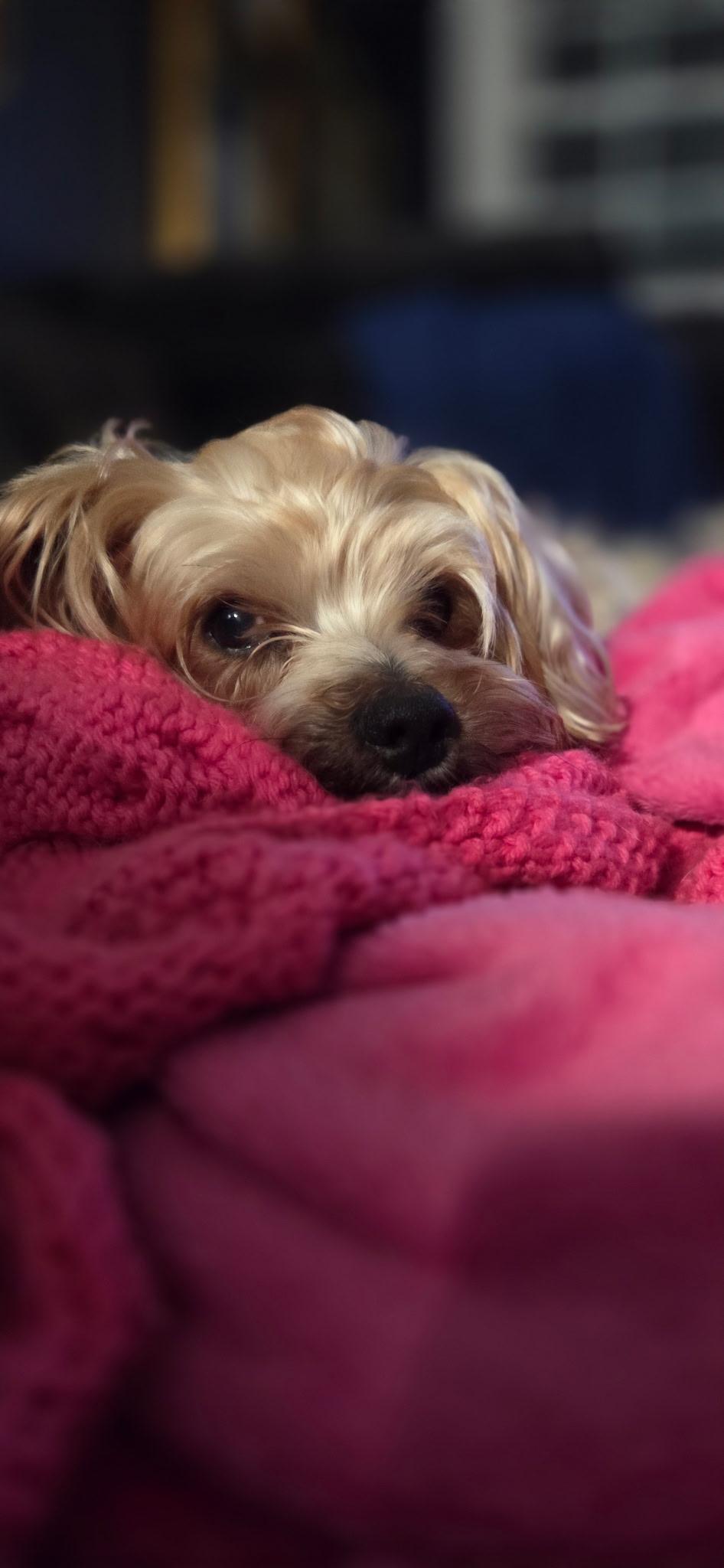 Enlarge Choppa, a ADOPTABLE Yorkshire Terrier in Cary, NC image 2/3