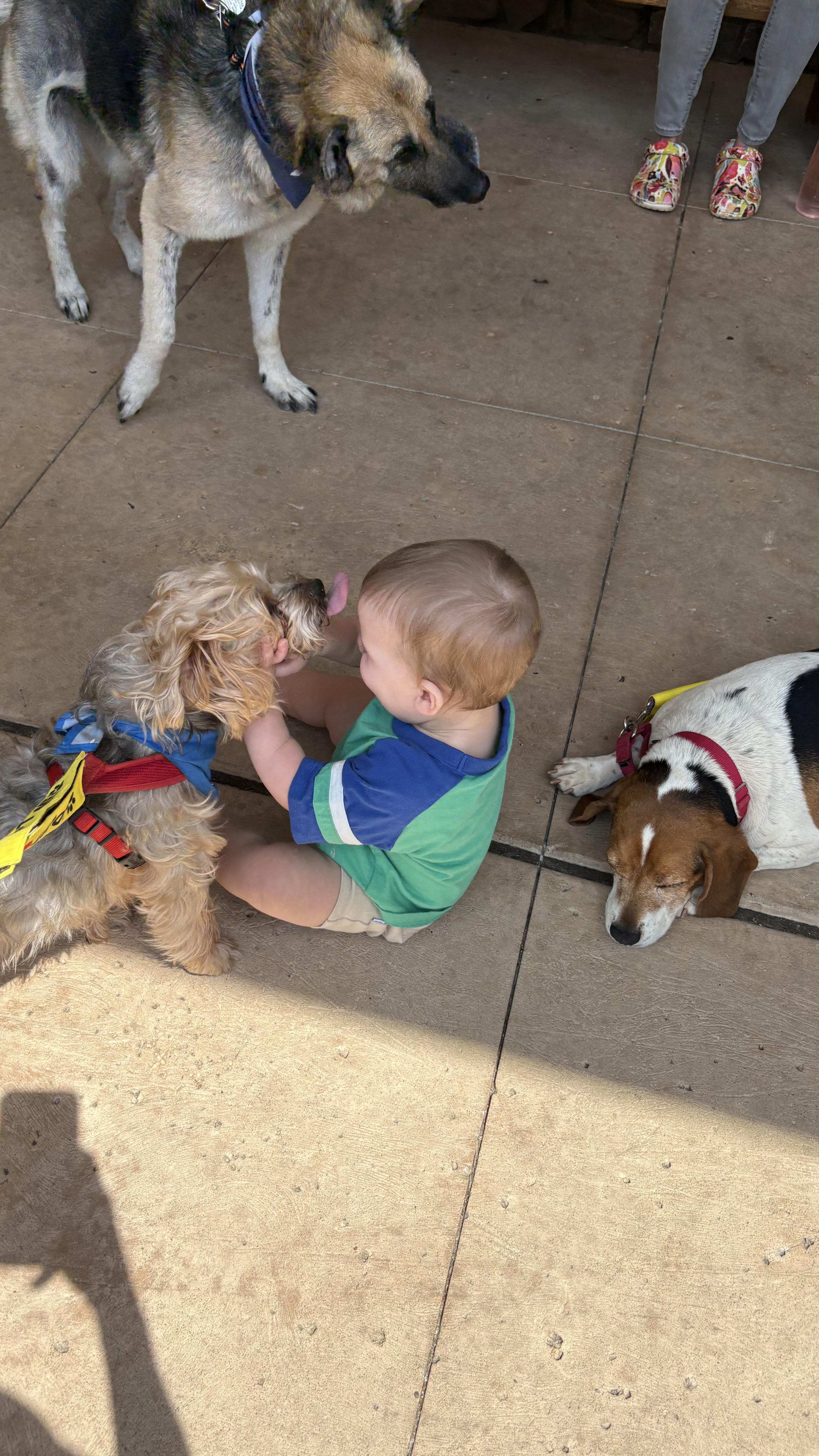 Enlarge Choppa, an adoptable Yorkshire Terrier in Cary, NC image 5/5