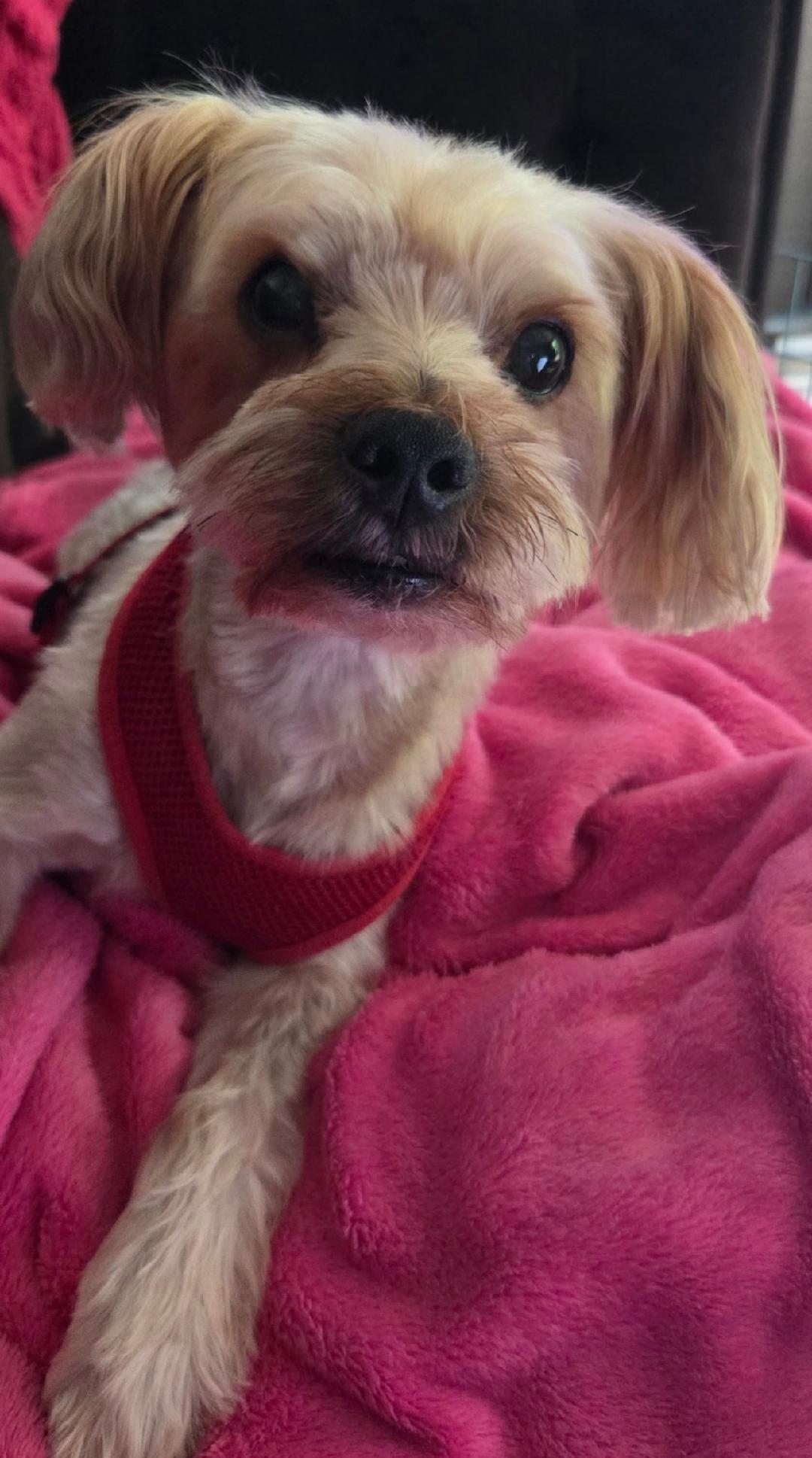 Enlarge Choppa, an adoptable Yorkshire Terrier in Cary, NC image 3/5