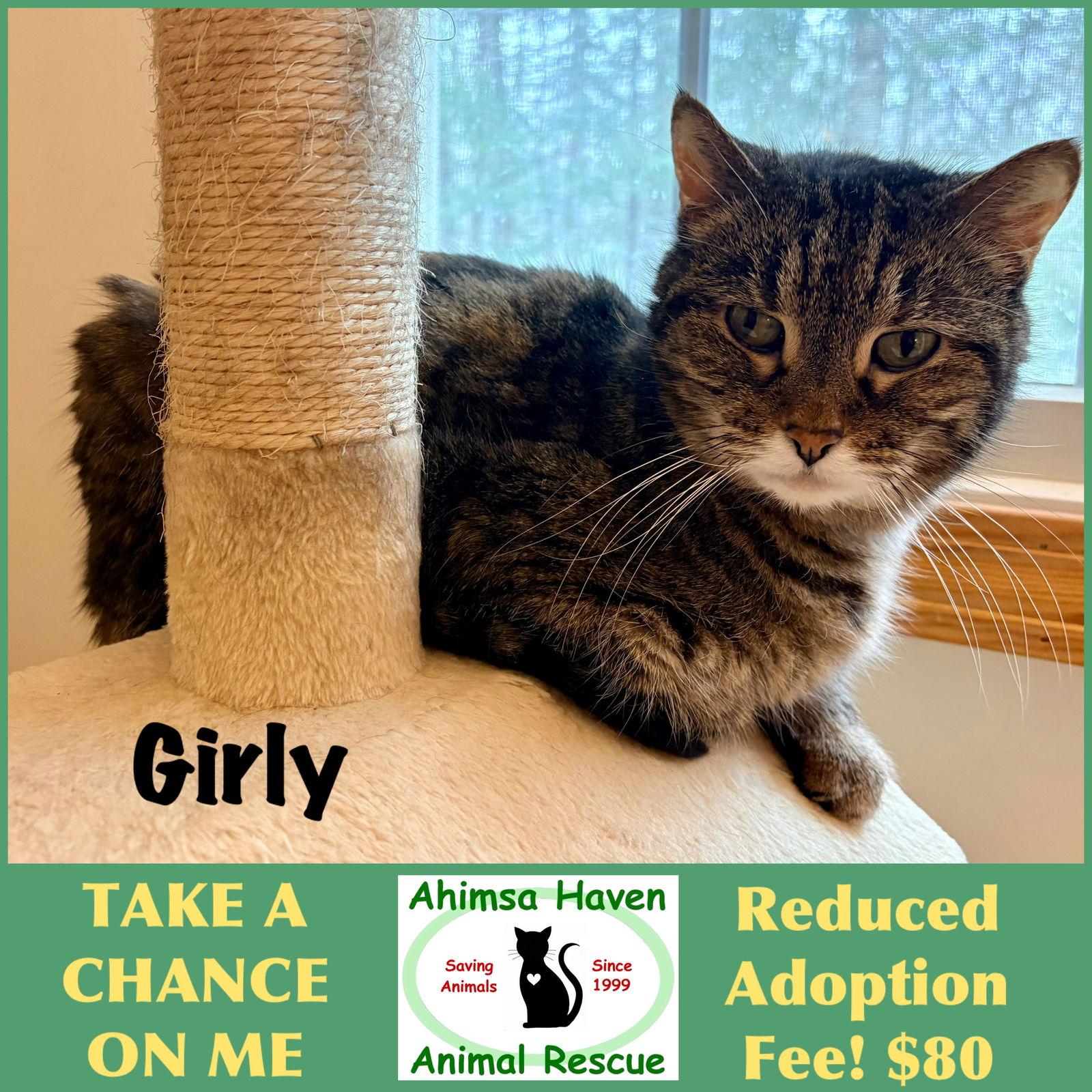 Enlarge Girly, a Adoptable mixed breed in Winchendon, MA image 1/3