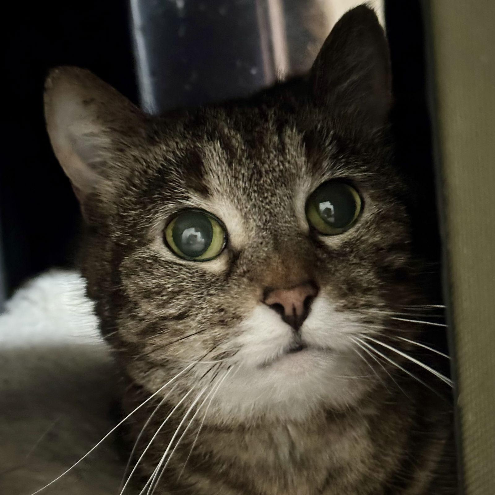 Enlarge Girly, a Adoptable mixed breed in Winchendon, MA image 2/3