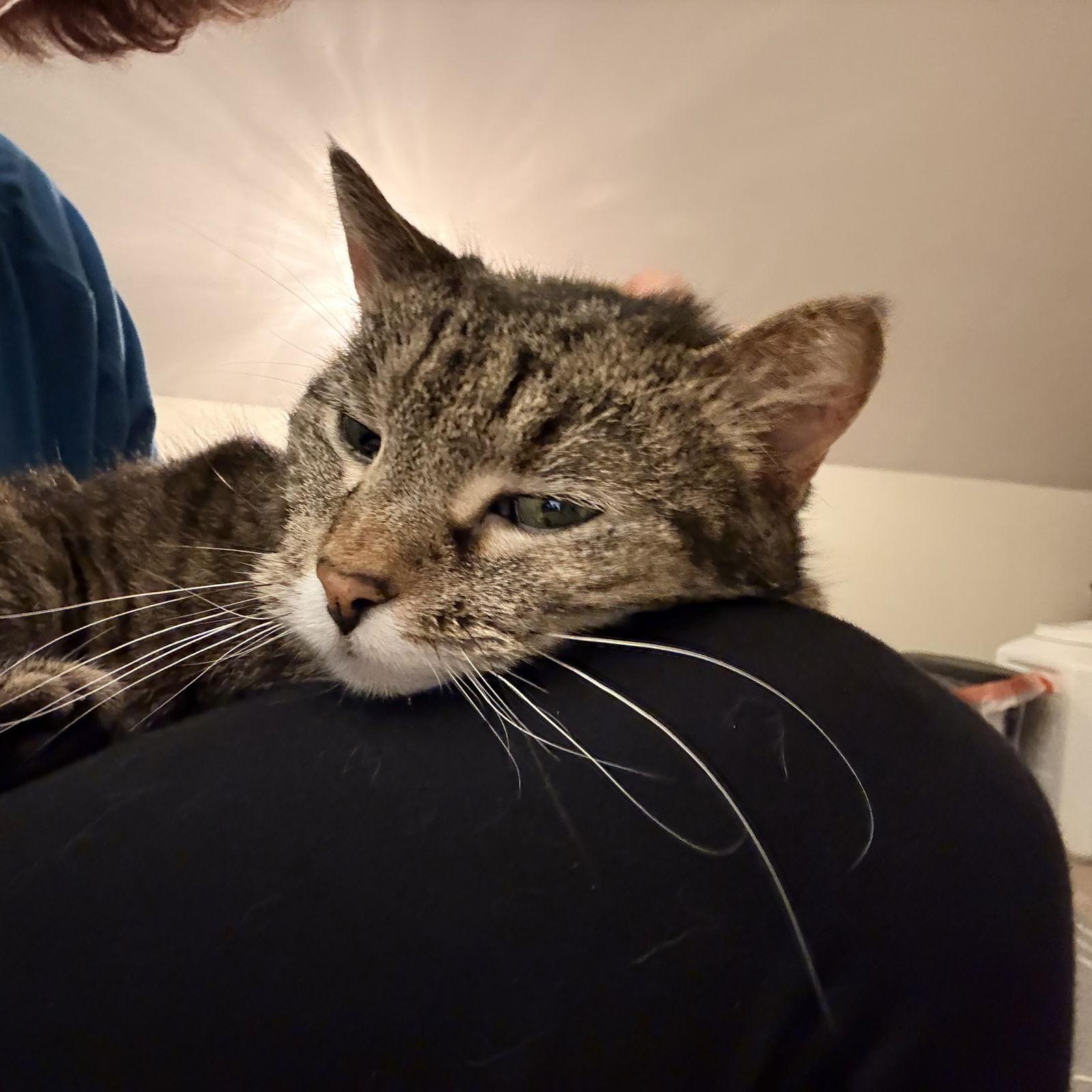 Enlarge Girly, a Adoptable mixed breed in Winchendon, MA image 3/3