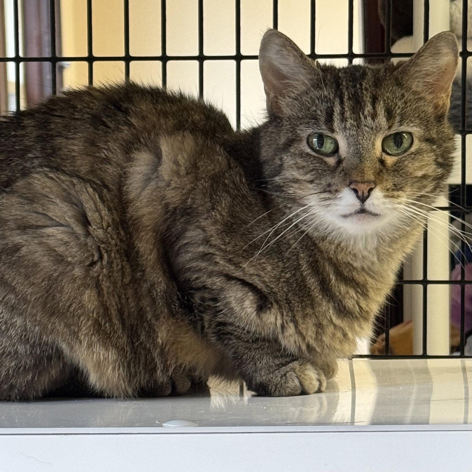 Enlarge Girly, a Adoptable mixed breed in Winchendon, MA image 3/3