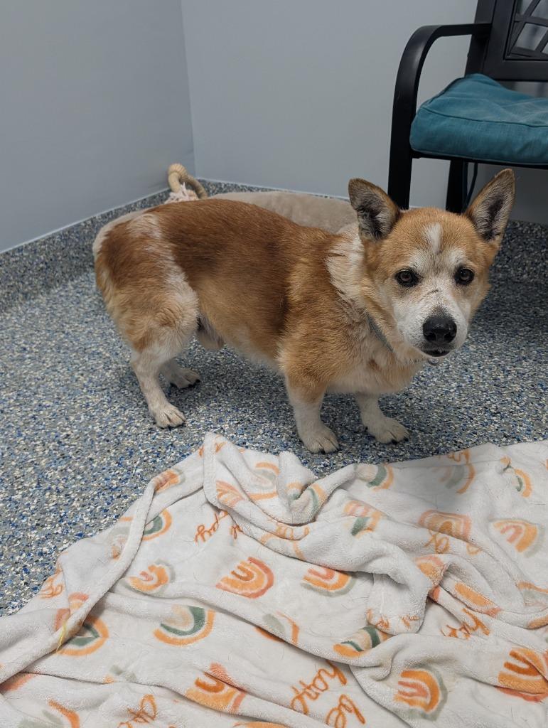 Enlarge Rocky, a Adoptable Corgi in Angola, IN image 1/6