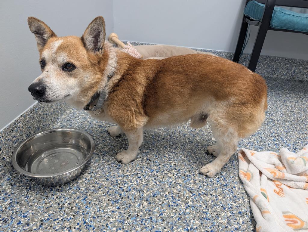 Enlarge Rocky, a Adoptable Corgi in Angola, IN image 2/6