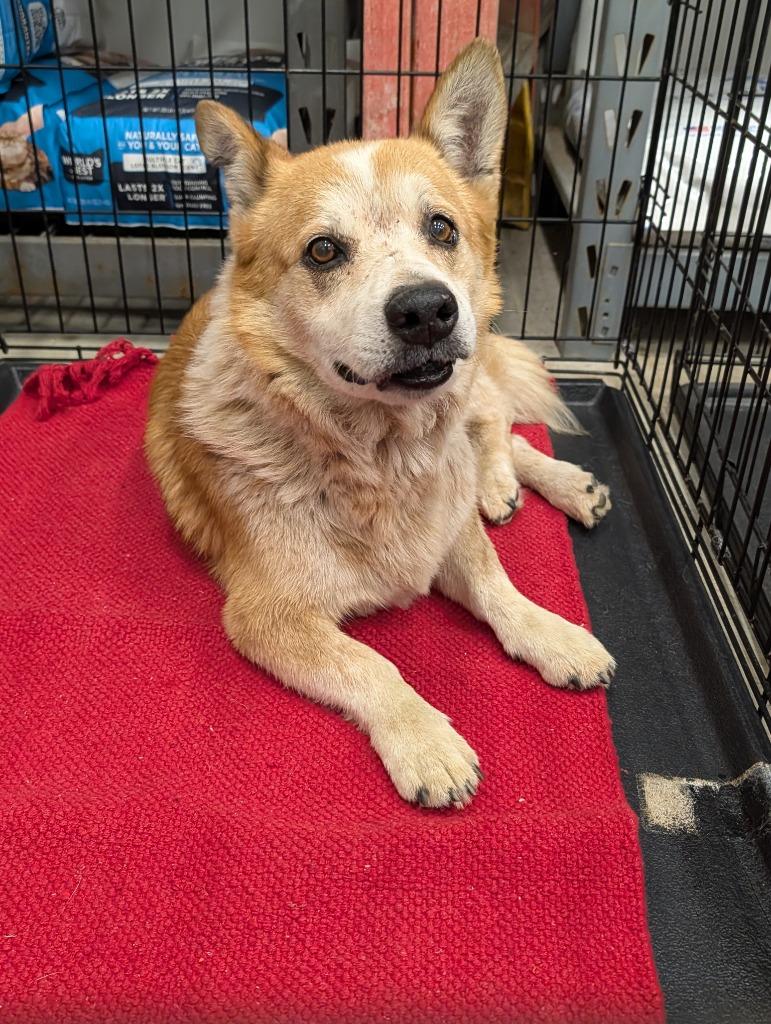 Enlarge Rocky, a Adoptable Corgi in Angola, IN image 3/6