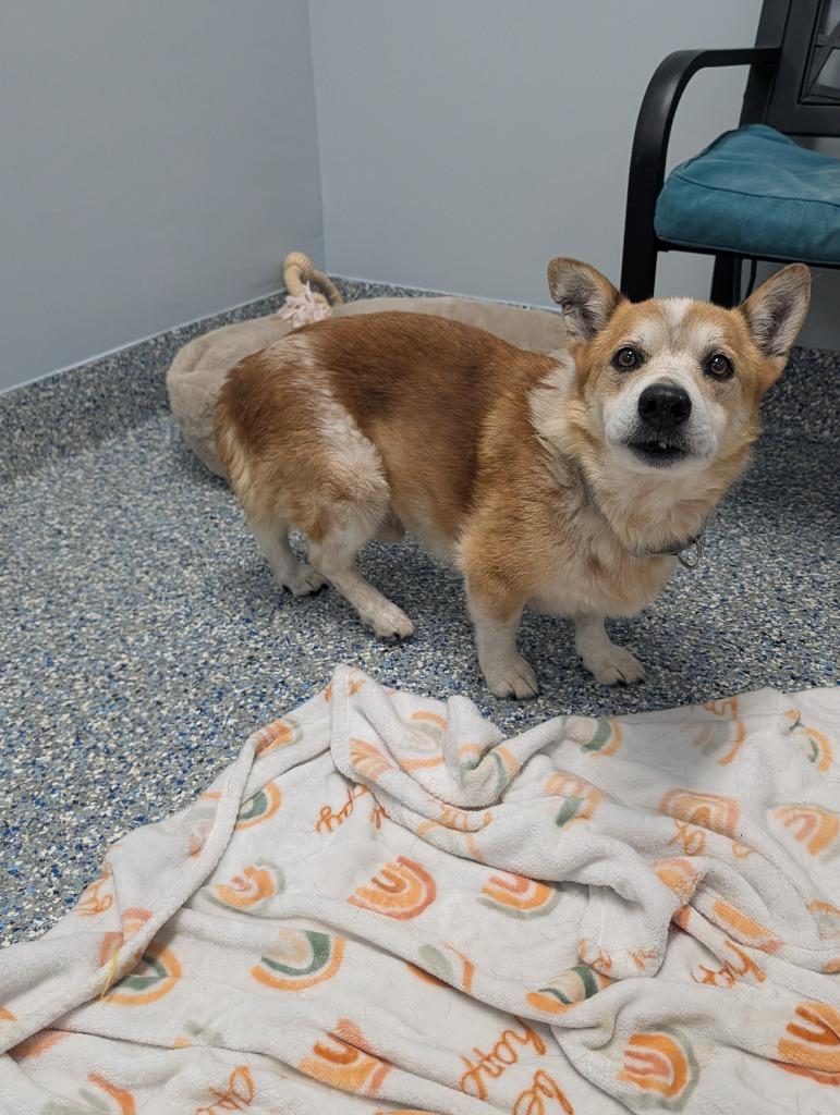 Enlarge Rocky, a Adoptable Corgi in Angola, IN image 4/6